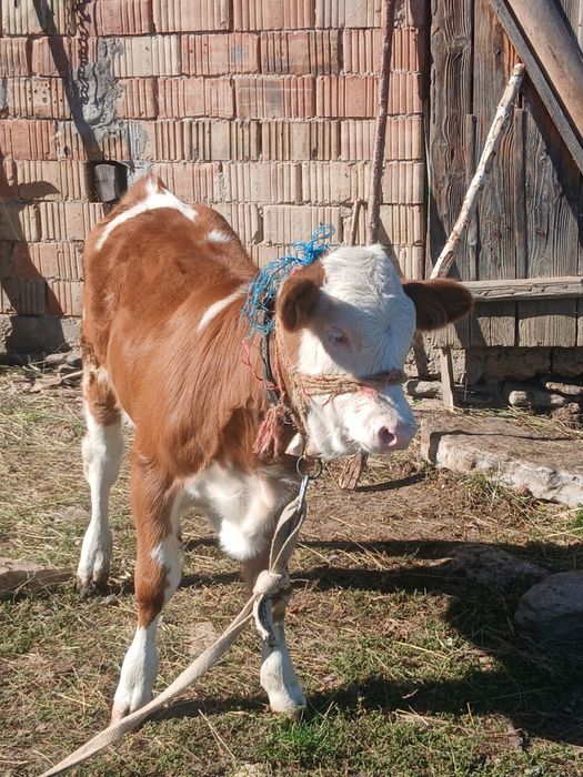 Vând vițeauă de 3 luni.