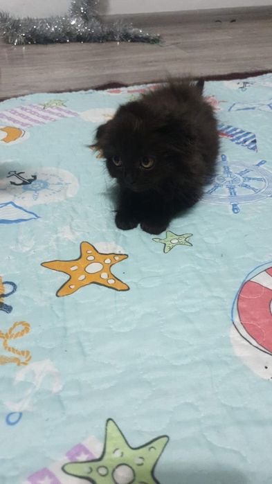 Котята наполовину британцы