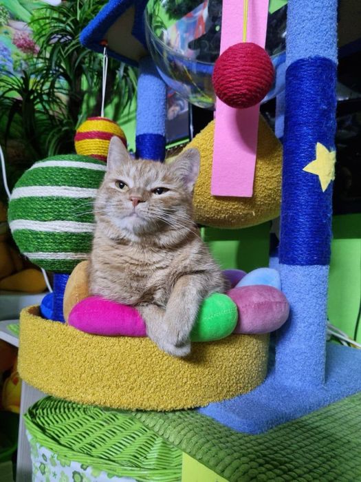 отдам кошку в добрые руки