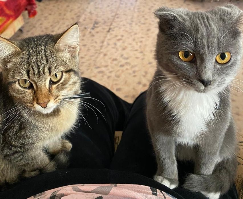 Безвозменно в хорошие руки