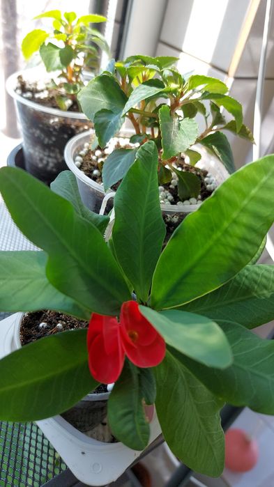 Цветы **р а з н ы е **цветы