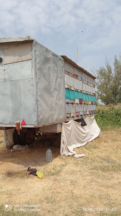 Павильон асалариники