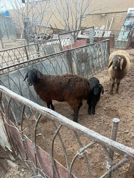 Қозылы қойлар сатылады