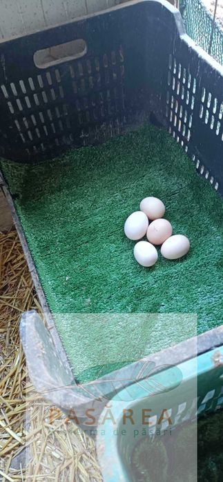 Puişori de găină La Bresse 1 zi, rasă pură