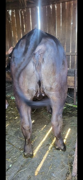 Junincă angus 1 an