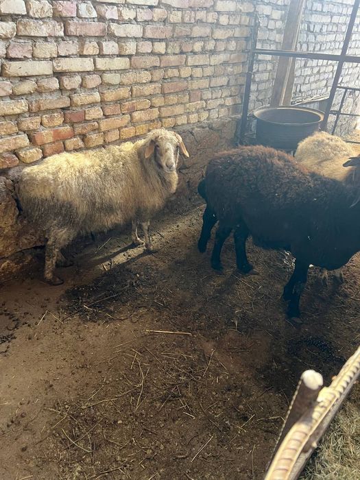 Qõylar sotiladi narxi kelishiladi