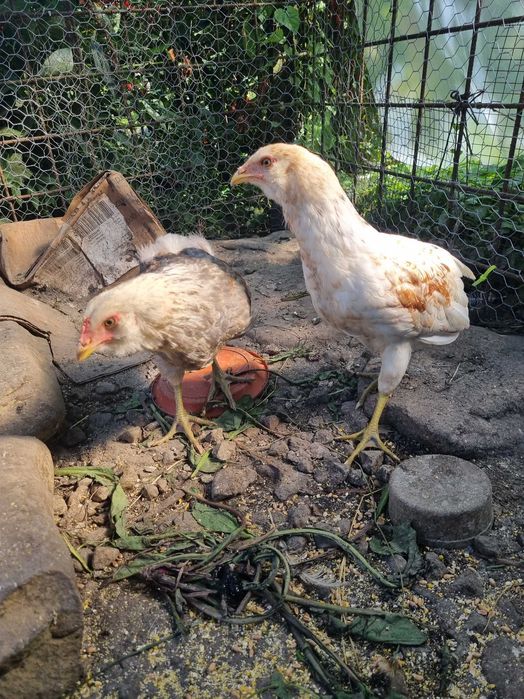 Puicute Araucana de vanzare