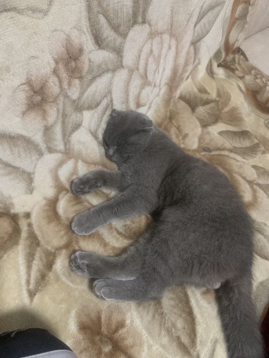 Mushuk toza va aqili