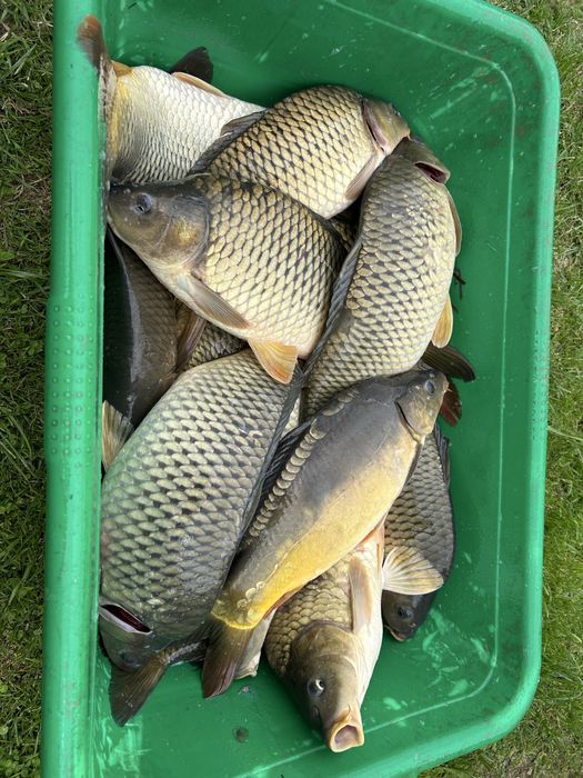 Crap de populat/consum.