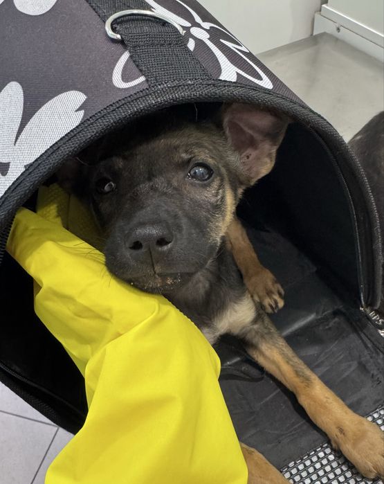 Женски кученца Рея и Рая търсят дом