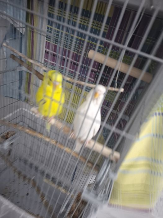 Продам волнистых попугаев +клетка