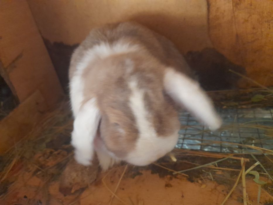 Вислоухие крольчата и крольчиха
