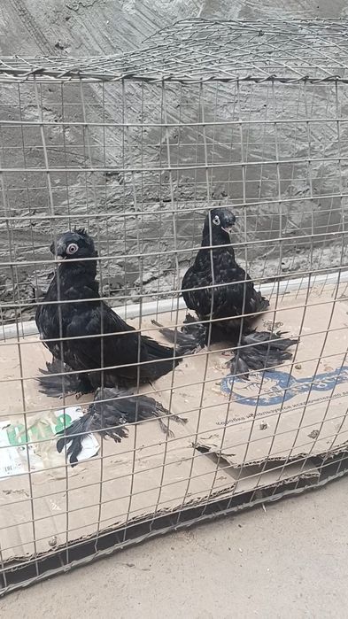 Голуби пискуны жуки
