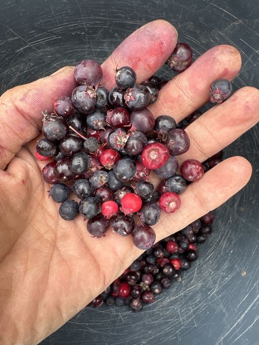 Продам иргу свежий  полезныйдля сердца  сладкий вкусный редкий фрукт