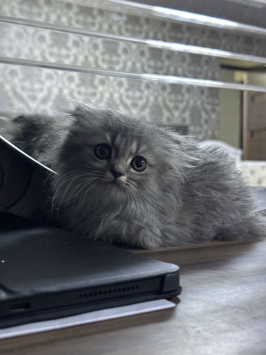 Срочно продаётся котенок