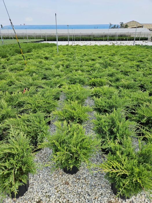 Enupar tarator toate nuantele