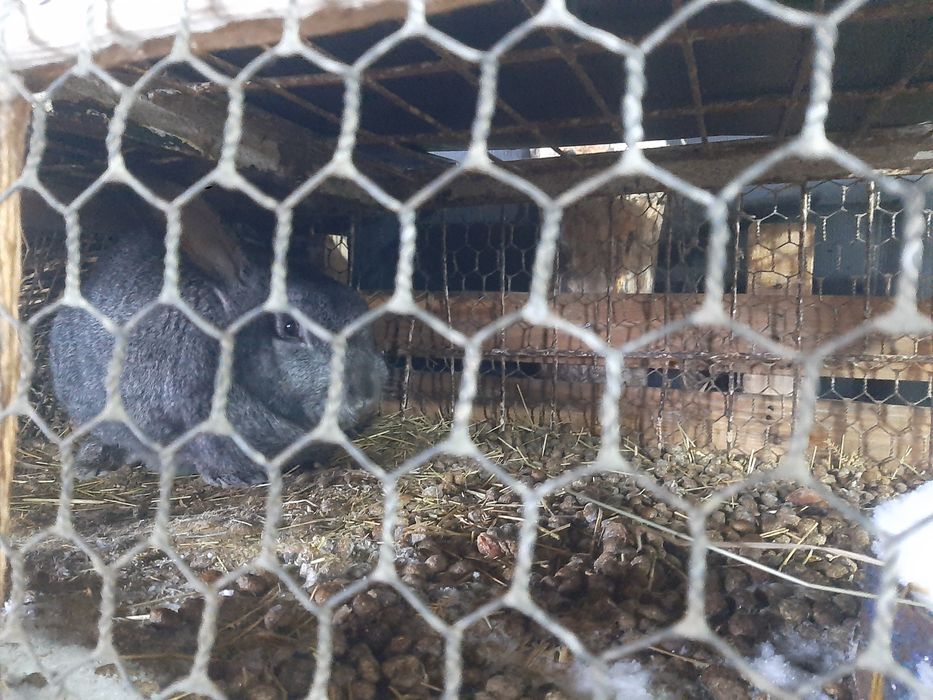 Продам клетку для кроликов