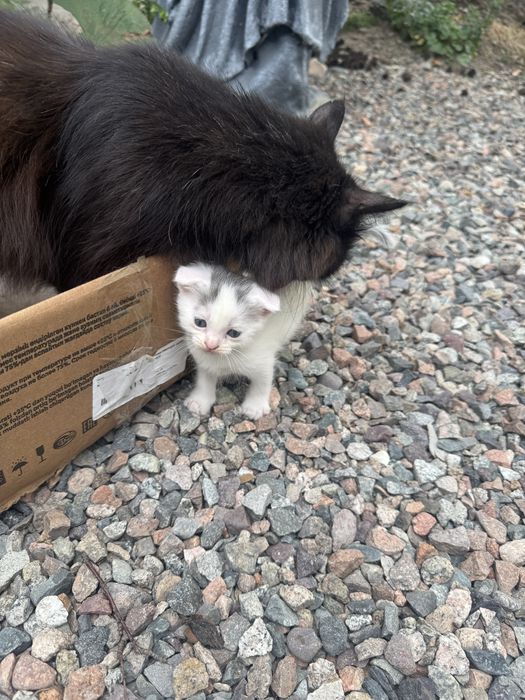 Отдам котят бесплатно