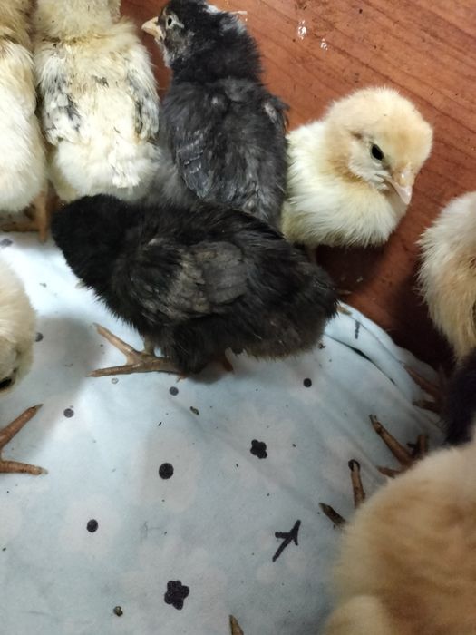 Продам домашних пятидневных циплят