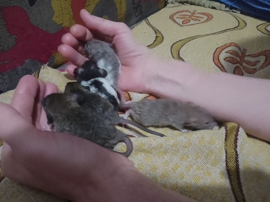 Продам ручных крысят