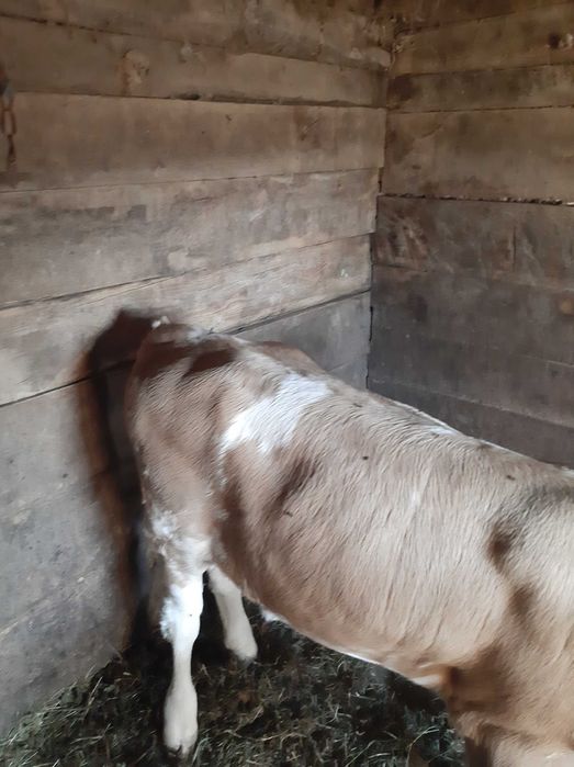 Vițea de 5 luni !!!