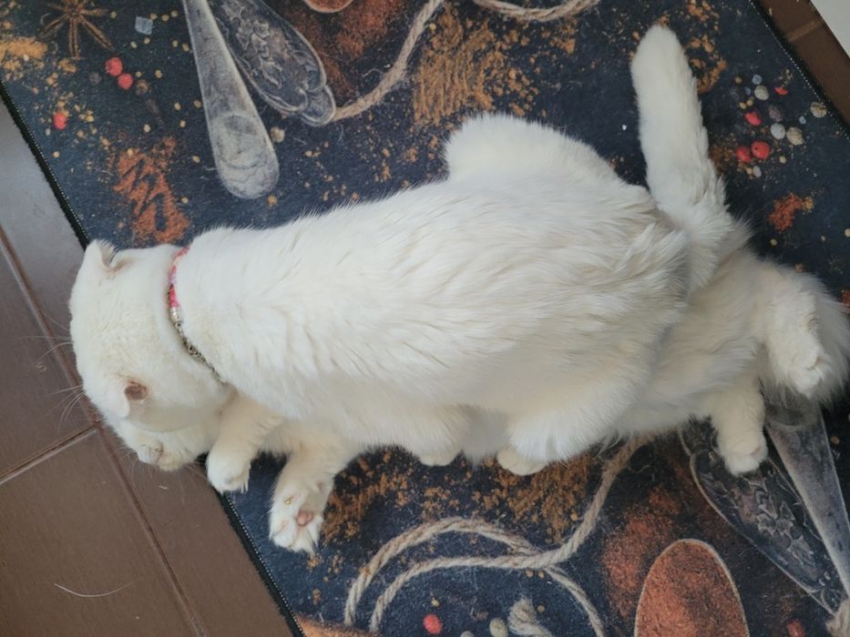 Вязка кот шотландский вислоухий