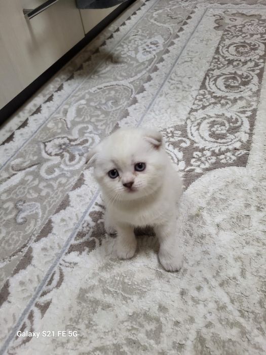 продам шотландский  котёнка