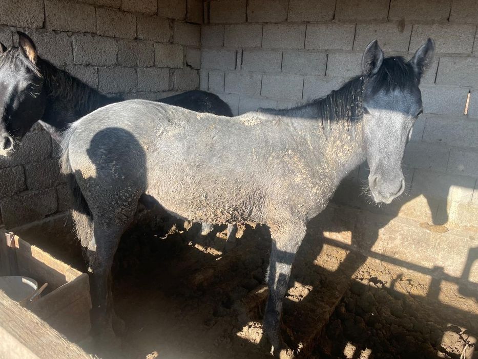 Осы екі тай сатылады семіз,3 ай байланған бағасы:300000