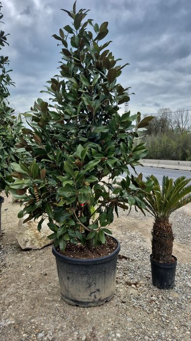 Magnolia  grandiflora