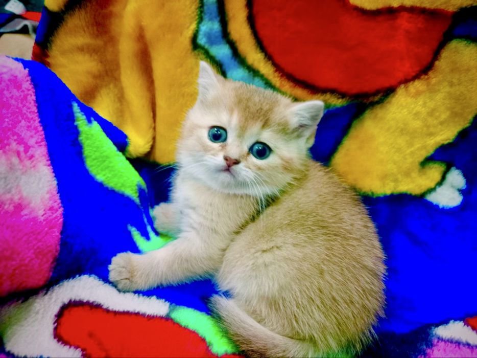 Вязка! Шиншилла Серебро , Фолд!