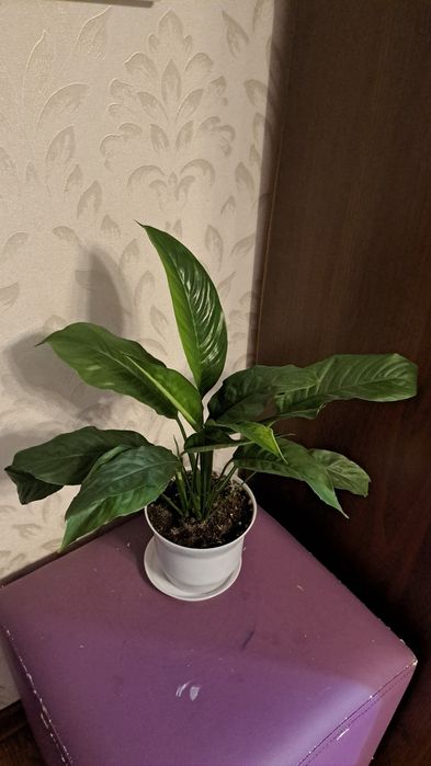 Комнатные цветы разные