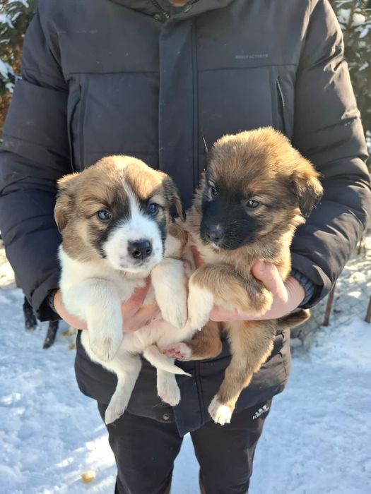 Отдадим щенят в хорошие руки