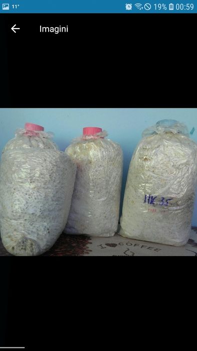 Miceliu pentru ciupercile Pleurotus.