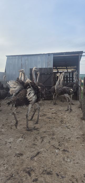 Pui de struți africani!
