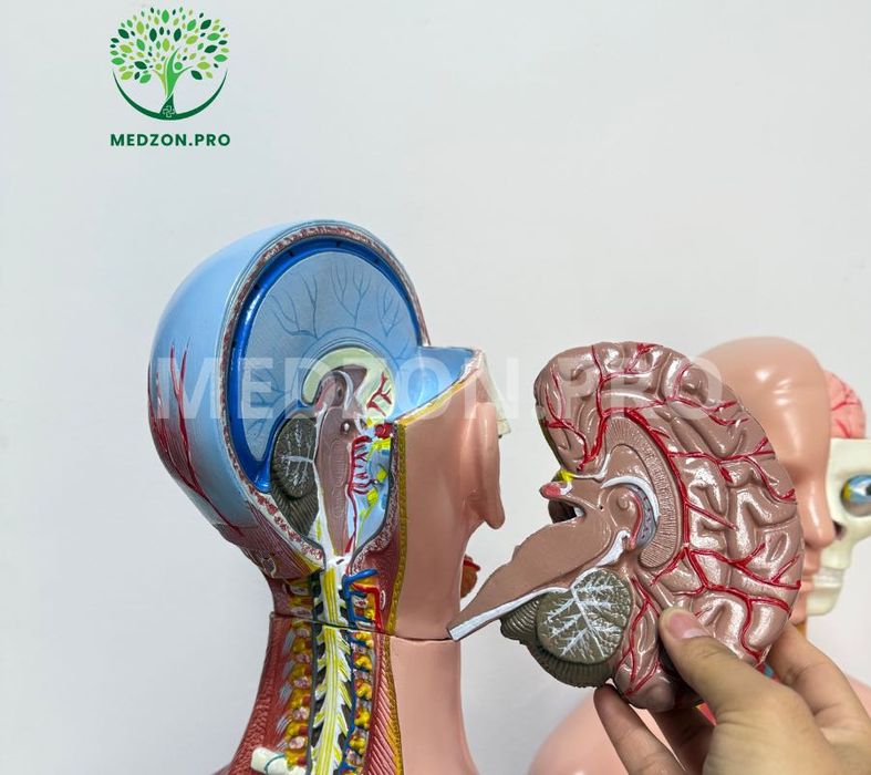 Анатомические Муляж