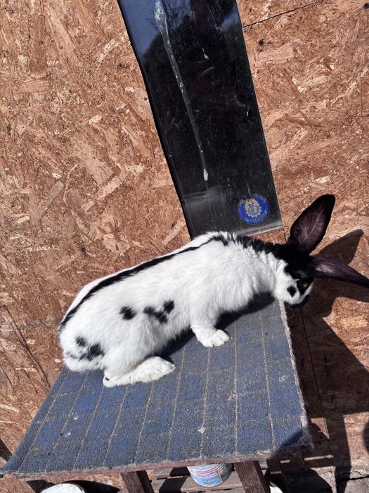 Mascul fluture german