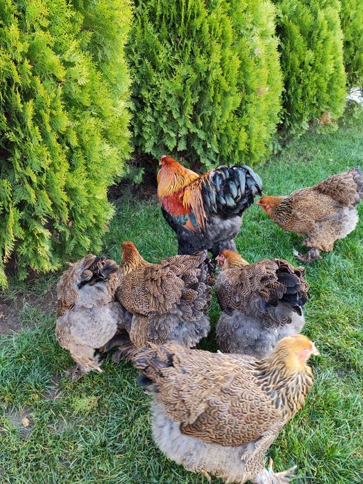 Vând familie Brahma potarnichiu 5+1din 2025