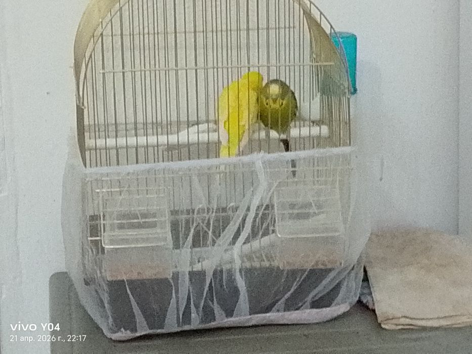 Продам пара папугай