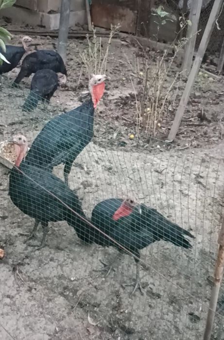 Продаются индюки