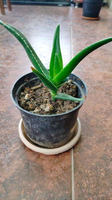 комнатные и садовые растения