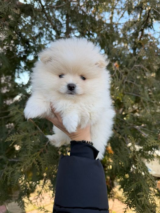 Pomeranian fetita