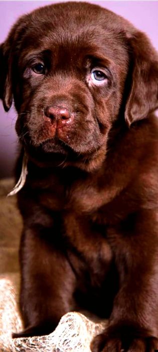 Породные детки лабрадора ретривера