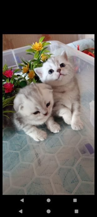 Продам отличных шотландских котят.