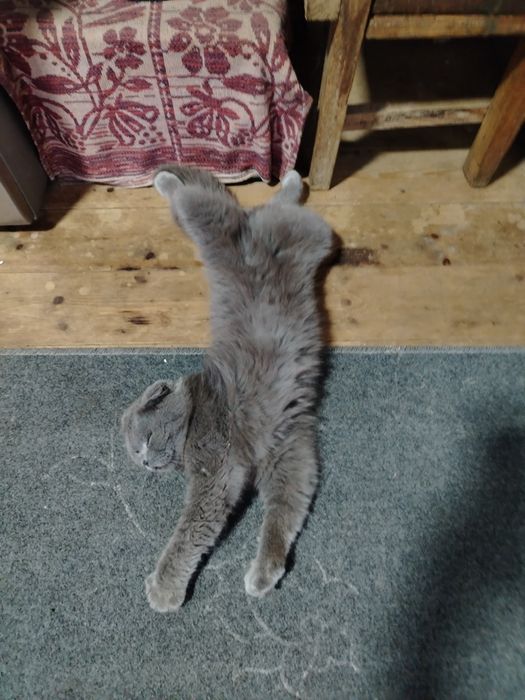 Shatlanski Skottish Fold