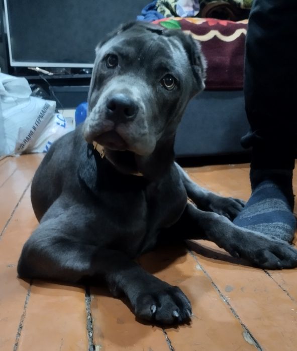 Продается щенок породы Кане корсо