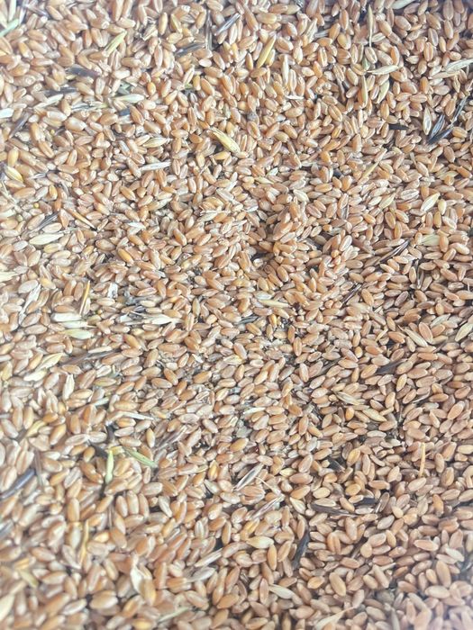 Пшеницы кормовой 4 кл