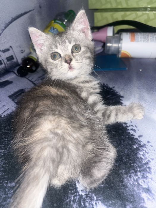 котенок Скоттиш страйт