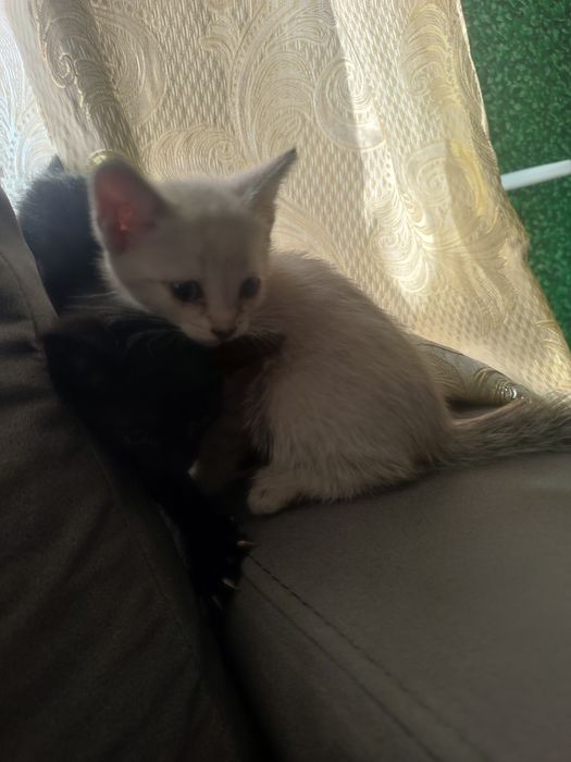 Отдам котят 1.5 мес