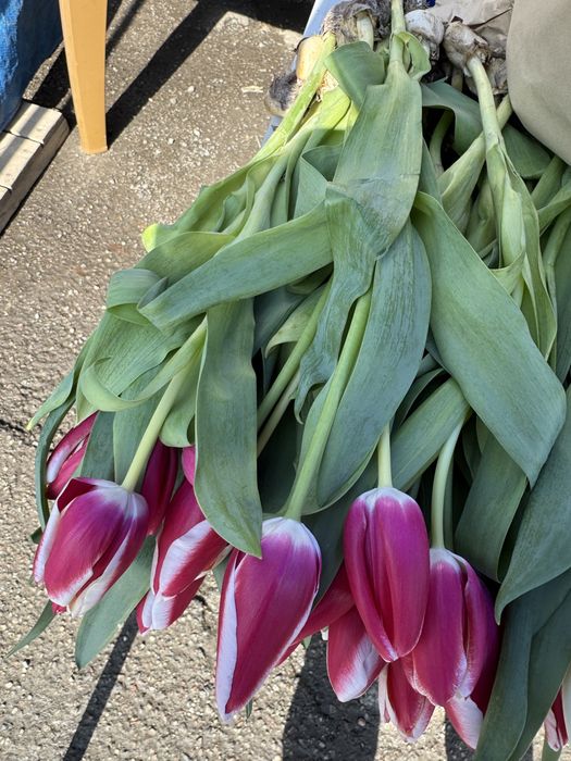 Тюльпаны оптом и в розницу