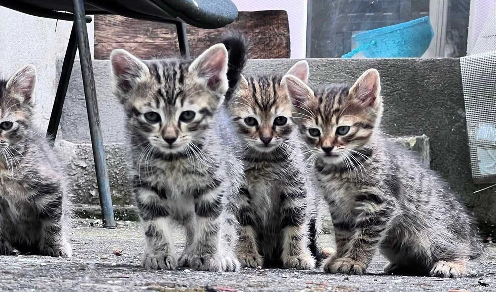 Подарявам котета